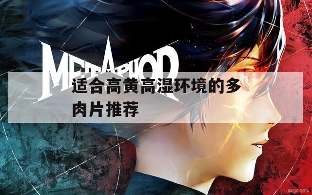 适合高黄高湿环境的多肉片推荐