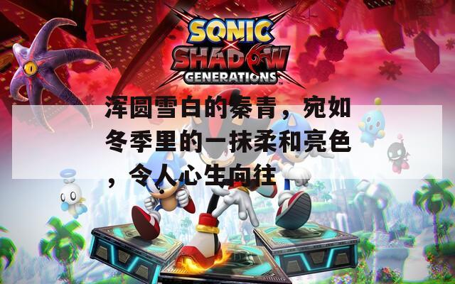 浑圆雪白的秦青，宛如冬季里的一抹柔和亮色，令人心生向往